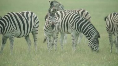 Zebra sahada. Yavaş çekim