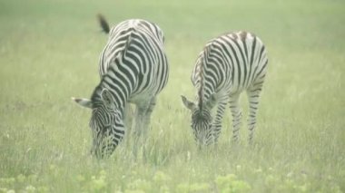 Zebra sahada. Yavaş çekim