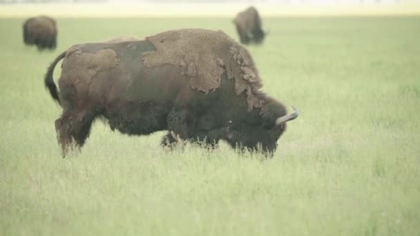 Bisonte en un campo en el pasto. Movimiento lento — Vídeos de Stock