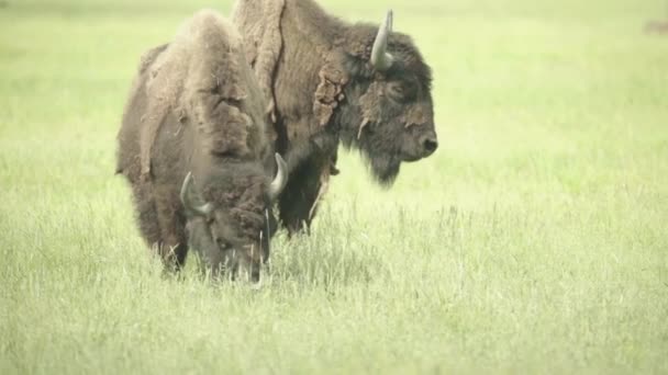 Bisonte en un campo en el pasto. Movimiento lento — Vídeos de Stock