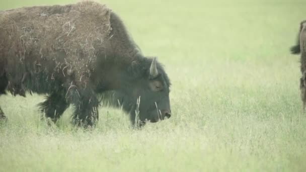 Bison in a field on pasture. Slow motion — Stock Video