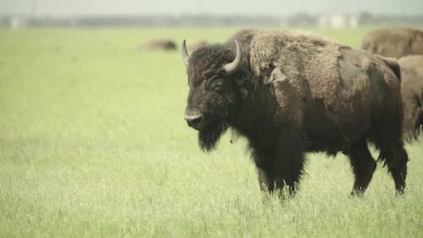 Bison in a field on pasture. Slow motion — Stock Video