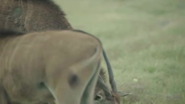 Antelope in a field on pasture — Stock Video