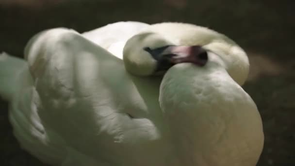 Bílá labuť na jezeře. Detailní záběr. — Stock video