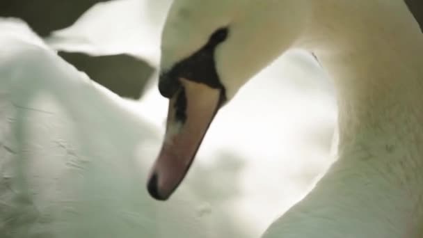 Cigno bianco sul lago. Primo piano . — Video Stock