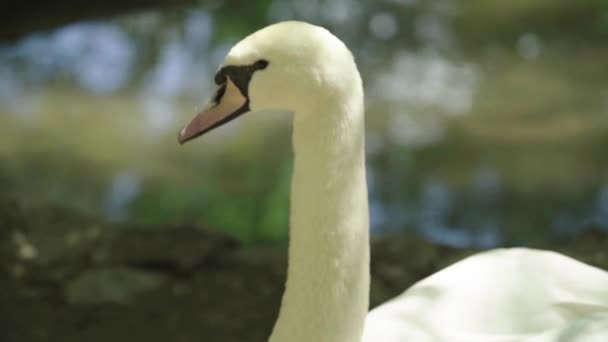 Witte zwaan op het meer. Close-up. — Stockvideo