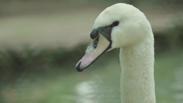 Witte zwaan op het meer. Close-up. — Stockvideo