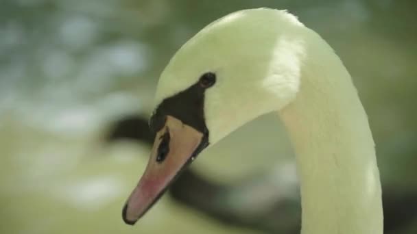 Bílá labuť na jezeře. Detailní záběr. — Stock video