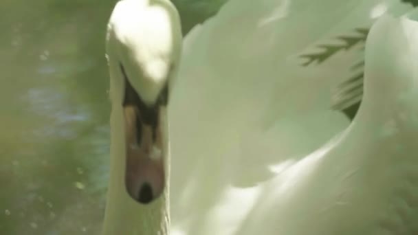 Witte zwaan op het meer. Close-up. — Stockvideo