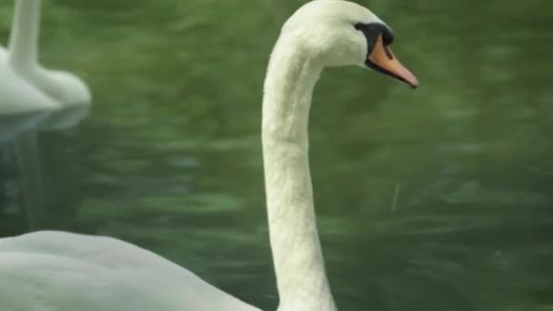 Cygne blanc sur le lac. Gros plan .