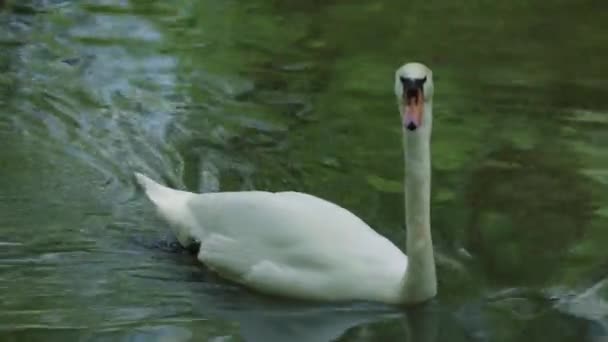 Cygne blanc sur le lac. Gros plan .