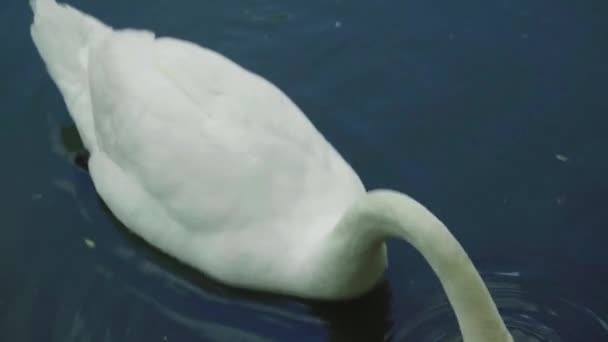Witte zwaan op het meer. Close-up. — Stockvideo