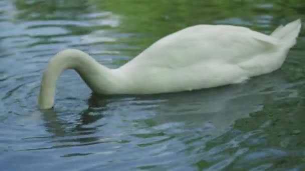 Cygne blanc sur le lac. Gros plan .