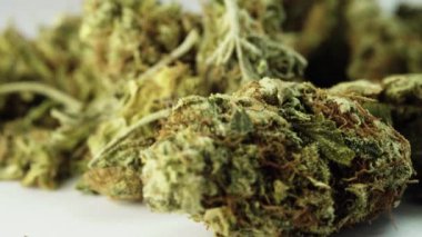Marihuana. Esrar. Kenevir. Yakın plan. Ot