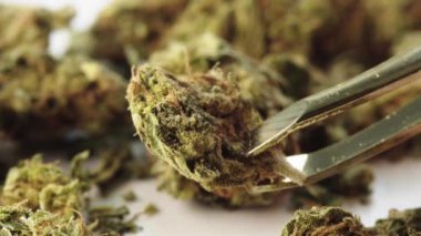 Marihuana. Esrar. Kenevir. Yakın plan. Ot