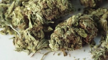 Marihuana. Esrar. Kenevir. Yakın plan. Yavaş çekim