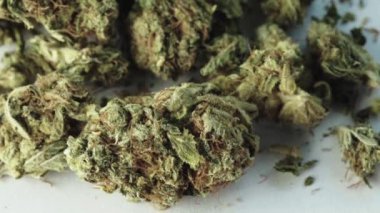 Marihuana. Esrar. Kenevir. Yakın plan. Yavaş çekim