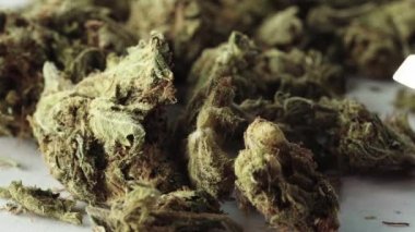 Marihuana. Esrar. Kenevir. Yakın plan. Yavaş çekim