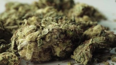 Marihuana. Esrar. Kenevir. Yakın plan. Yavaş çekim