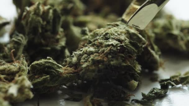 Marihuana. Cannabis. Hennep. Een close-up. Onkruid — Stockvideo