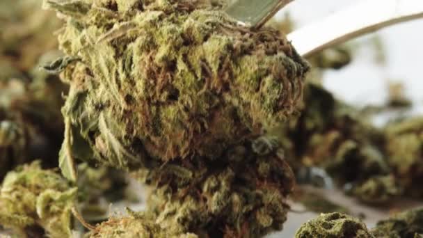 Marihuana. Cannabis. Hennep. Een close-up. Onkruid — Stockvideo