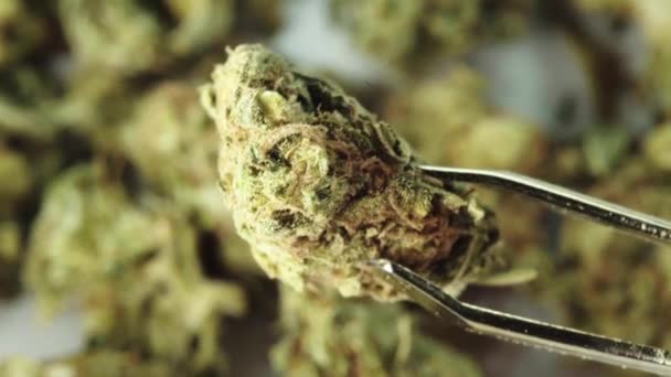 Marihuana. Cannabis. Hennep. Een close-up. Onkruid — Stockvideo