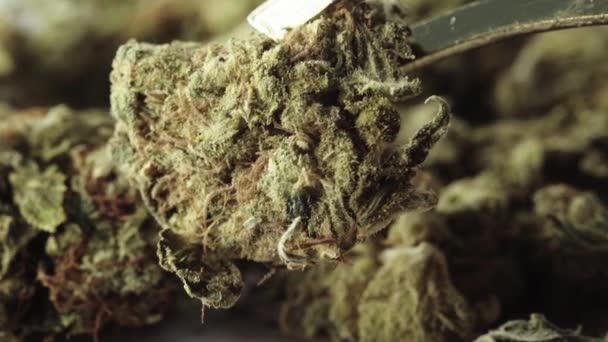 Ganja. Cannabis. Hemp. Close-up. Gerakan lambat — Stok Video