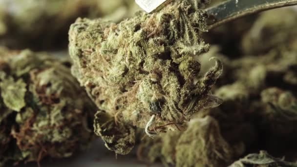 Marihuana. Konopí. Konopí. Detailní záběr. Zpomalený pohyb — Stock video