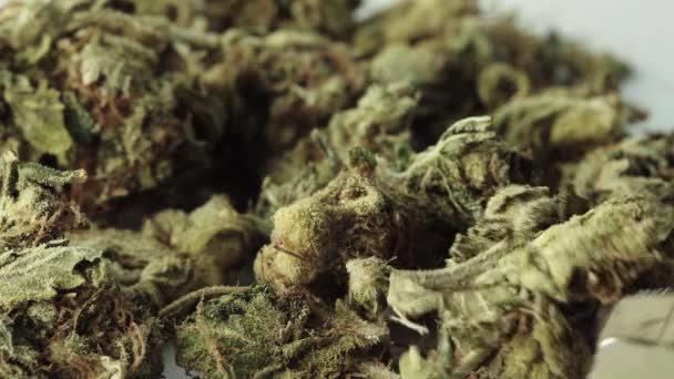 Marihuana. Cannabis. Hennep. Een close-up. Langzame beweging — Stockvideo