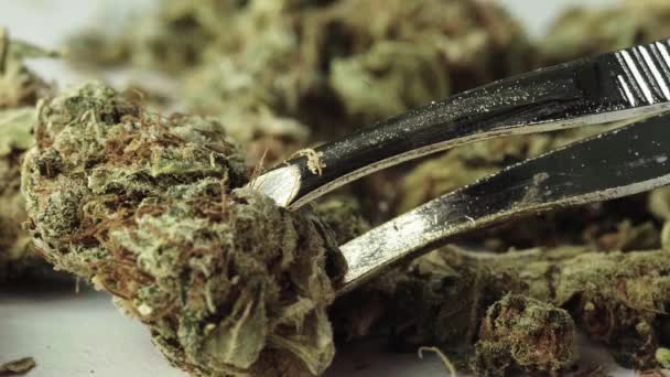 Marihuana. Cannabis. Hennep. Een close-up. Langzame beweging — Stockvideo