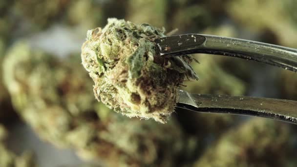 Marihuana. Cannabis. Hennep. Een close-up. Langzame beweging — Stockvideo