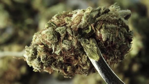 Marihuana. Cannabis. Hennep. Een close-up. Langzame beweging — Stockvideo