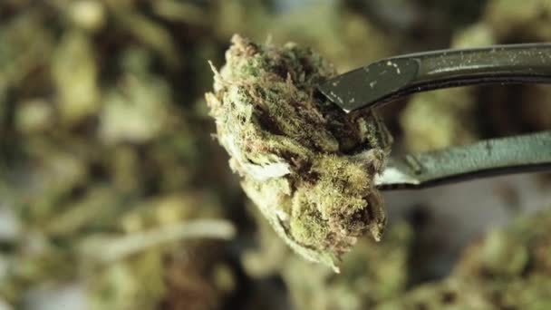 Marihuana. Cannabis. Hennep. Een close-up. Langzame beweging — Stockvideo