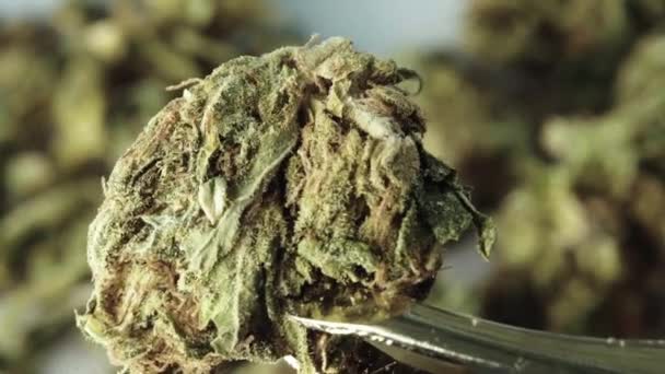 Marijuana. Cannabis. Hemp. Close-up. Slow motion — Stock Video