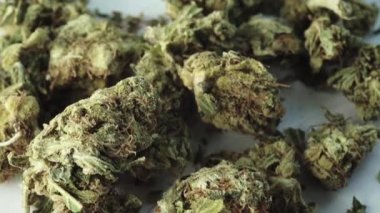 Marihuana. Esrar. Kenevir. Yakın plan. Yavaş çekim