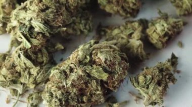 Marihuana. Esrar. Kenevir. Yakın plan. Yavaş çekim