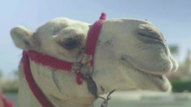 Deveye yakın çekim. Mısır. Sharm-el-Sheikh