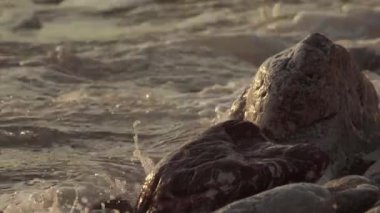 Taşlı bir deniz kıyısına yakın çekim. Karadağ ve Sveti Stefan.