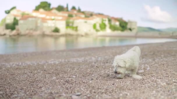 Sveti Stefan è una città turistica sul mare. Montenegro. Giorno — Video Stock