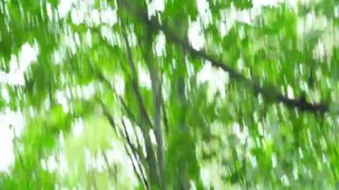 Orman turistinde kayboldum. Pov