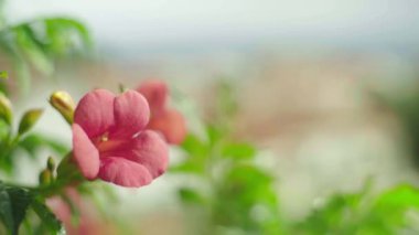 Güzel bir çiçek yazı. Yakın plan. Makro.