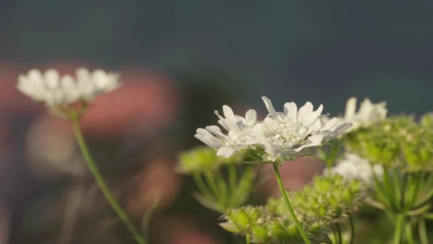 Hermosa flor de verano. Primer plano. Macro . — Vídeos de Stock