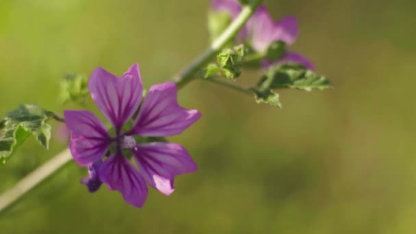 Bella estate di fiori. Primo piano. Macro . — Video Stock