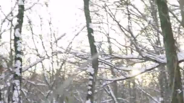 Un hombre se perdió en un bosque nevado en invierno. POV — Vídeos de Stock