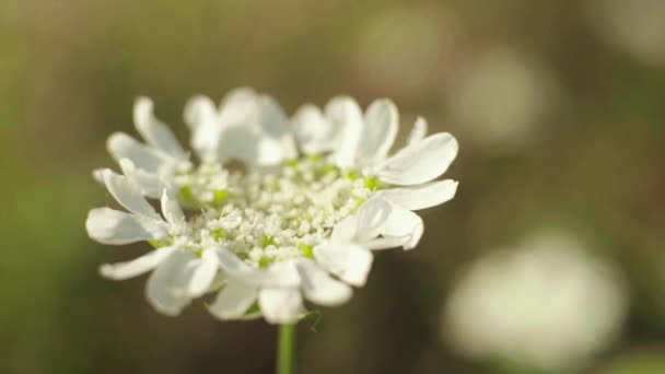 Beautiful flower summer. Close-up. Macro. — Stock Video