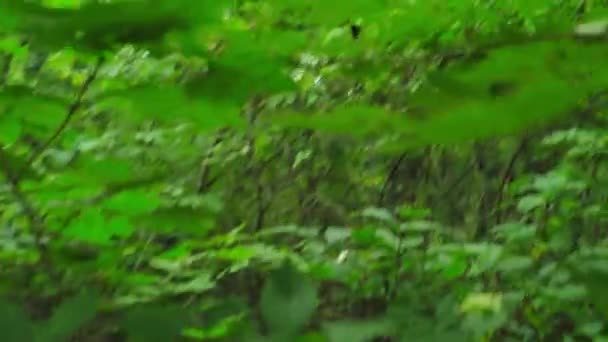 Perdu dans les bois touriste forestier. Point de vue 
