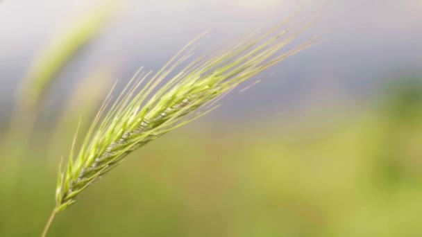Orelha de trigo em close-up de verão . — Vídeo de Stock
