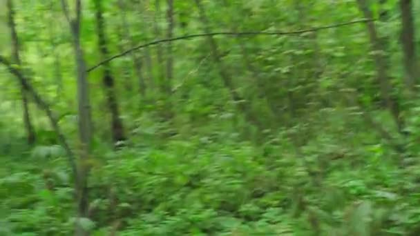 Perso nel bosco forestale turista. Luogo di nascita: — Video Stock