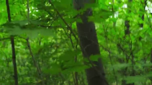 Perdido na floresta turística. VPO — Vídeo de Stock