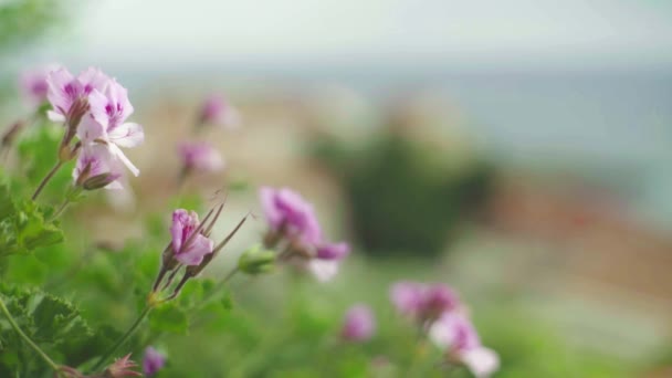 Belo verão de flores. Close-up. Macro . — Vídeo de Stock
